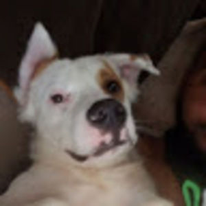 Meet your Posher, Lepengwen